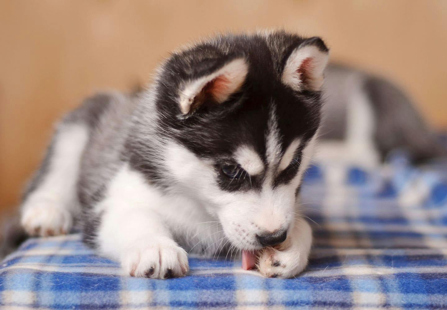 獣医師監修 犬の肉球の役割とは 体調不良のサインや病気 怪我の対処法 ケアの仕方などを解説 Care お手入れ わんクォール