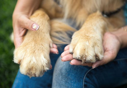 獣医師監修 犬の肉球の役割とは 体調不良のサインや病気 怪我の対処法 ケアの仕方などを解説 わんクォール