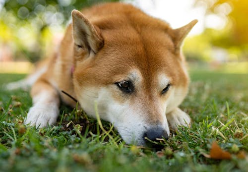 犬のしゃっくりの原因は 考えられる病気と対処法 病院に連れて行くべき症状を解説 獣医師監修 わんクォール 犬のしゃっくりの原因は 考えられる病気と対処法 病院に連れて行くべき症状を解説 獣医師監修 わんクォール