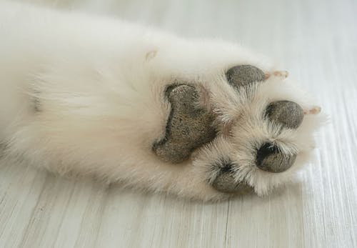 獣医師監修 犬の肉球の役割とは 体調不良のサインや病気 怪我の対処法 ケアの仕方などを解説 わんクォール 獣医師監修 犬の肉球の役割とは 体調不良のサインや病気 怪我の対処法 ケアの仕方などを解説 わんクォール