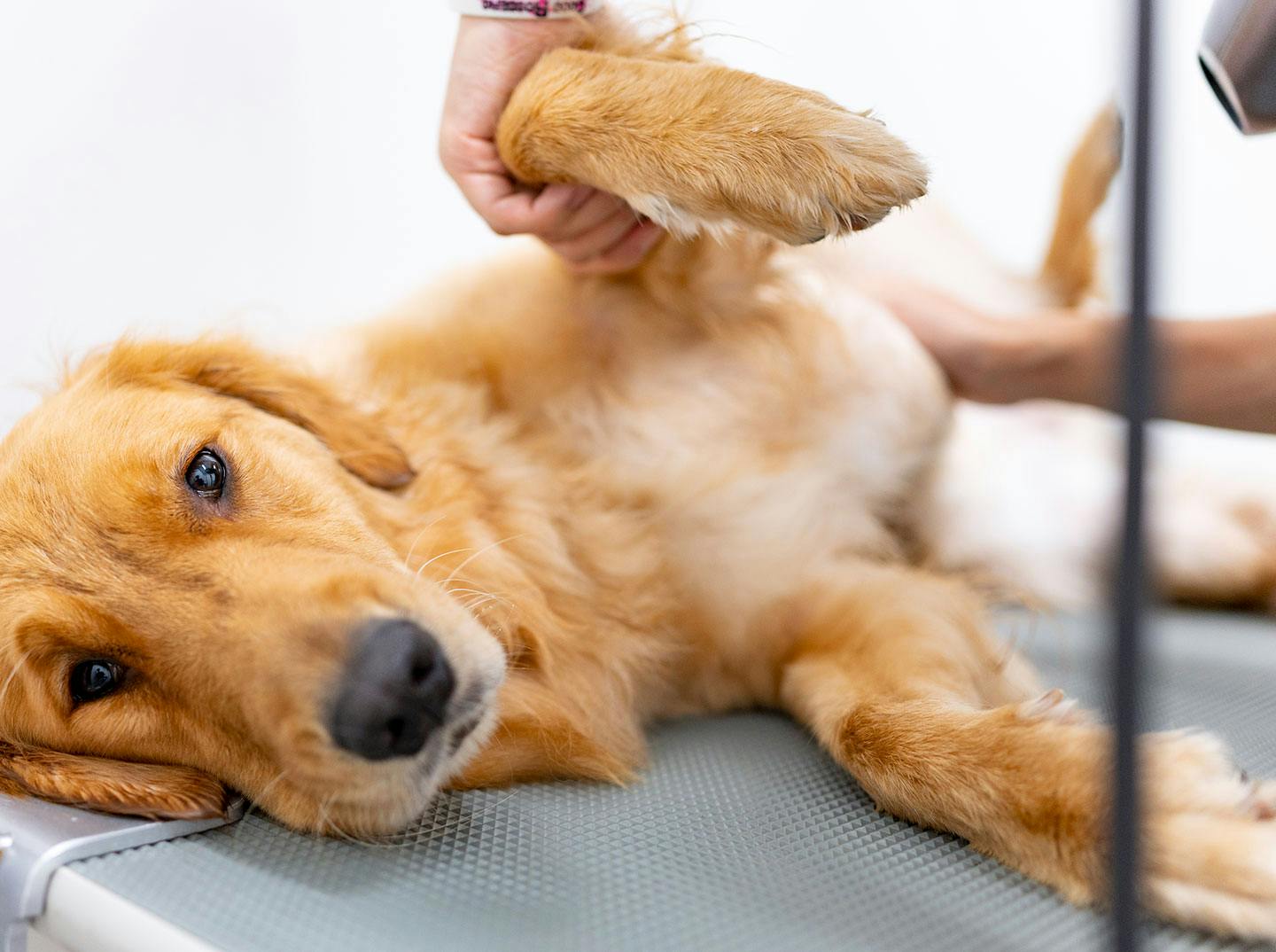 青梅 愛犬と一緒に都内で川遊びしよう 帰りにシャンプーも おでかけ わんクォール