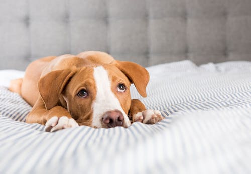 獣医師監修 犬が吐く理由とは 考えられる病気と病院に連れて行くべき危険な嘔吐について解説 わんクォール 獣医師監修 犬が吐く理由とは 考えられる病気と病院に連れて行くべき危険な嘔吐について解説 わんクォール