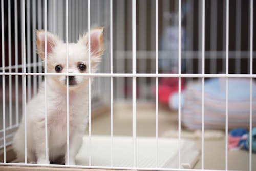 獣医師監修 犬にケージが必要な理由とは メリットや使用するときの注意点 商品の選び方について解説 わんクォール 獣医師監修 犬にケージが必要な理由とは メリットや使用するときの注意点 商品の選び方について解説 わんクォール