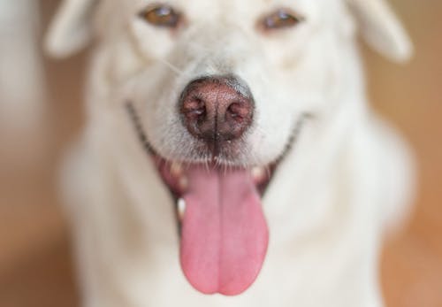 獣医師監修 犬のよだれの原因とは 考えられる病気と病院に行くべき症状 対処法などについて解説 わんクォール 獣医師監修 犬のよだれの原因とは 考えられる病気と病院に行くべき症状 対処法などについて解説 わんクォール
