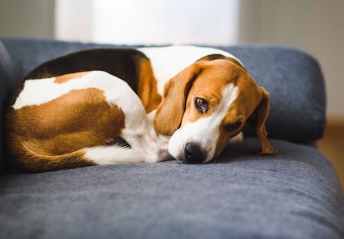 獣医師監修 犬の便秘は病気のサイン 病院に連れて聞くべき症状や対処法 マッサージなどでの予防について解説 わんクォール 獣医師監修 犬の便秘は病気のサイン 病院に連れて聞くべき症状や対処法 マッサージなどでの予防について解説 わんクォール