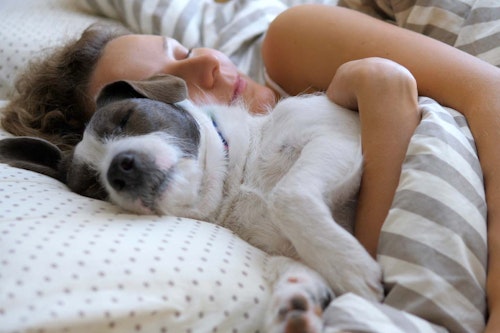 犬と一緒に寝る時の注意点は？犬に与える影響や必要なしつけなどを解説【獣医師監修】