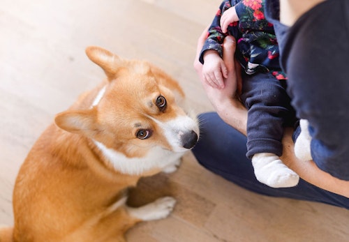 獣医師監修 犬と赤ちゃんの同居で気をつけることとは トラブルや事故を防止するための注意点などを解説 わんクォール 獣医師監修 犬と赤ちゃんの同居で気をつけることとは トラブルや事故を防止するための注意点などを解説 わんクォール