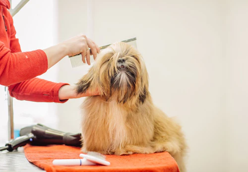 犬のトリミングとは どんなことをするのか 頻度や費用の目安について解説 獣医師監修 わんクォール 犬のトリミングとは どんなことをするのか 頻度や費用の目安について解説 獣医師監修 わんクォール