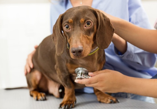 獣医師監修 犬のてんかんの症状とは 種類や原因 発作が起きた時の対処法などについて解説 わんクォール