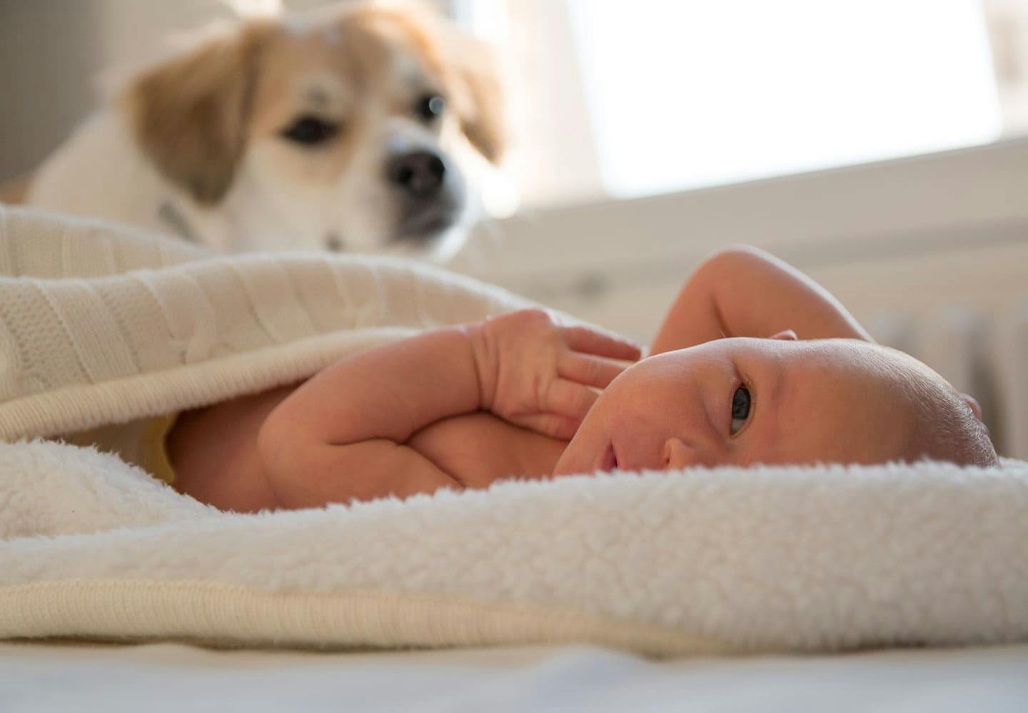 獣医師監修 犬と赤ちゃんの同居で気をつけることとは トラブルや事故を防止するための注意点などを解説 お役立ち わんクォール