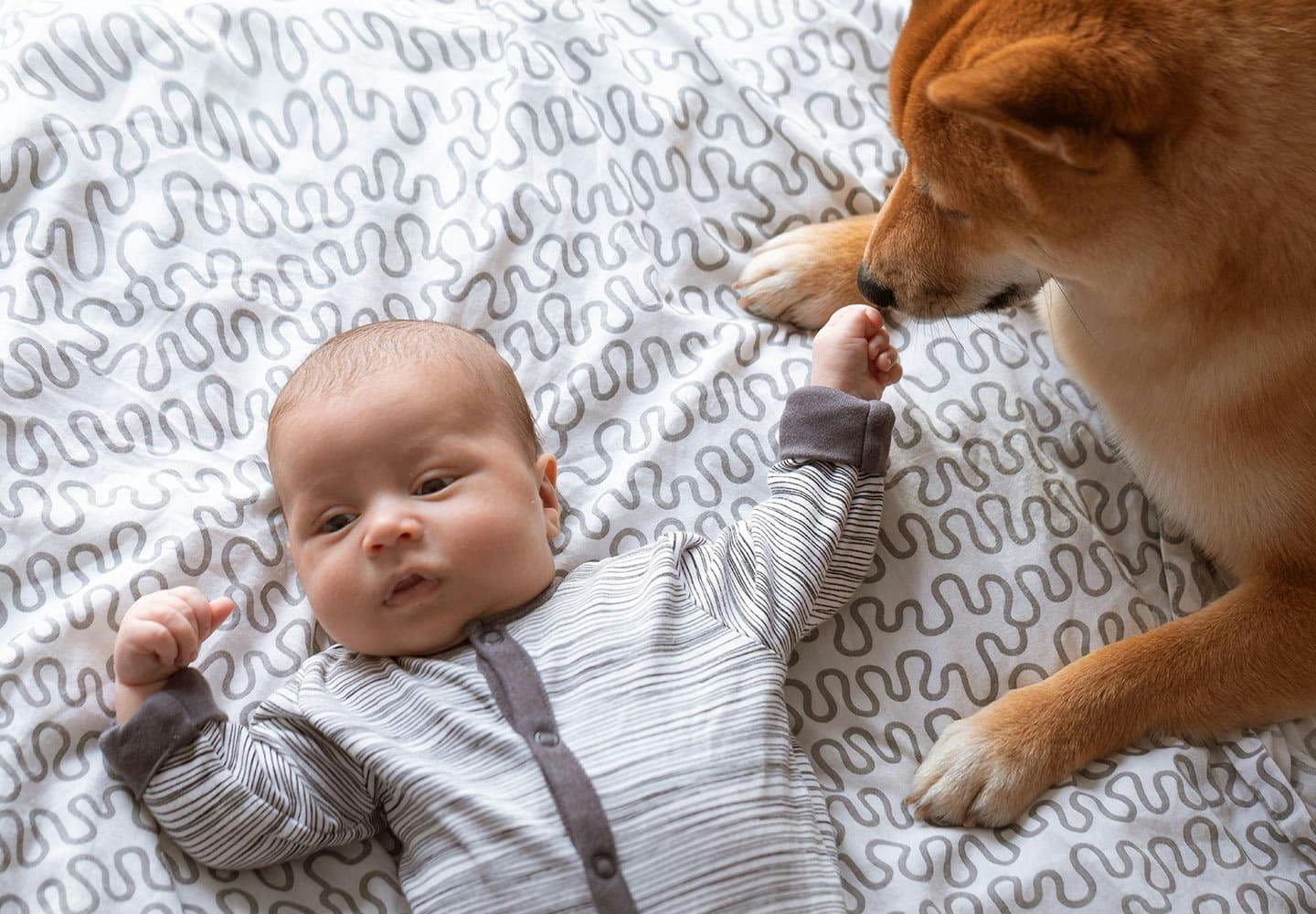 赤ちゃんと犬