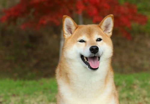獣医師監修 柴犬はどんな犬 性格や飼いやすさ しつけのコツや特徴について解説 わんクォール 獣医師監修 柴犬はどんな犬 性格や飼いやすさ しつけのコツや特徴について解説 わんクォール