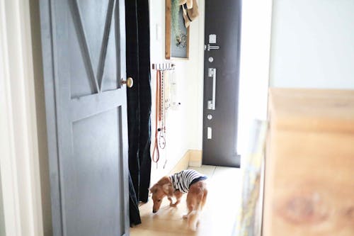 簡単3ステップdiy 愛犬のお散歩グッズ用の壁掛けフックを手作り わんこと暮らすアイディア わんクォール