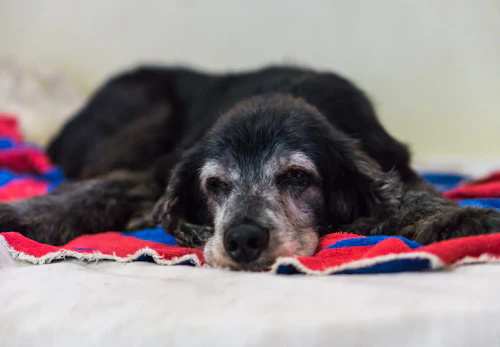 犬の認知症とは 主な症状と介護 サポート方法を解説 症状チェックリストを確認しよう 獣医師監修 わんクォール 犬の認知症とは 主な症状と介護 サポート方法を解説 症状チェックリストを確認しよう 獣医師監修 わんクォール