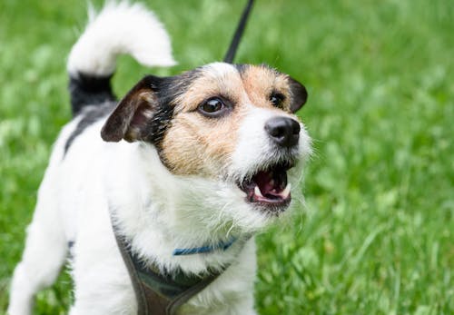犬に噛まれたら 注意したい感染症や傷口への対処法 病院は何科に行くべきかを解説 獣医師監修 わんクォール 犬に噛まれたら 注意したい感染症や傷口への対処法 病院は何科に行くべきかを解説 獣医師監修 わんクォール