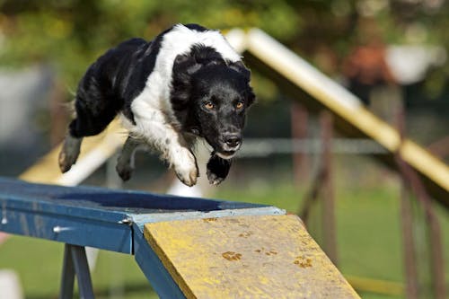 愛犬と楽しむドッグスポーツ アジリティ って何 向いている犬種や練習方法をドッグトレーナーが解説 わんクォール