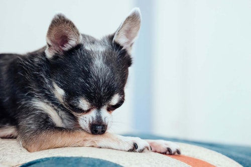 犬が自分の足を舐める原因は 病院に連れて行くべき症状と対処法について解説 獣医師監修 わんクォール 犬が自分の足を舐める原因は 病院に連れて行くべき症状と対処法について解説 獣医師監修 わんクォール