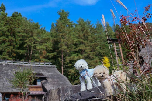 河口湖 西湖 秋の犬連れ観光プラン 店内okのランチも わんクォール 河口湖 西湖 秋の犬連れ観光プラン 店内okのランチも わんクォール