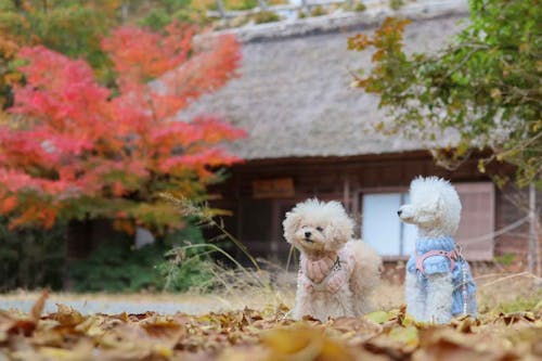 河口湖 西湖 秋の犬連れ観光プラン 店内okのランチも わんクォール