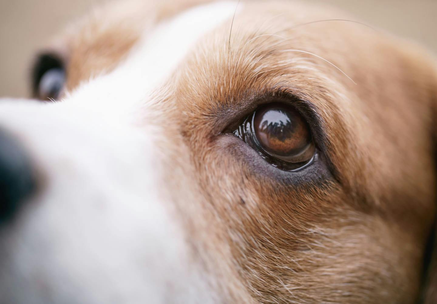 獣医師監修 犬の涙やけの原因って 病院に行くべき症状や自宅でできるケア 予防方法などについて解説 Illness 病気 わんクォール