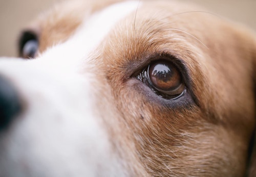 【獣医師監修】犬の涙やけの原因って？病院に行くべき症状や自宅でできるケア、予防方法などについて解説