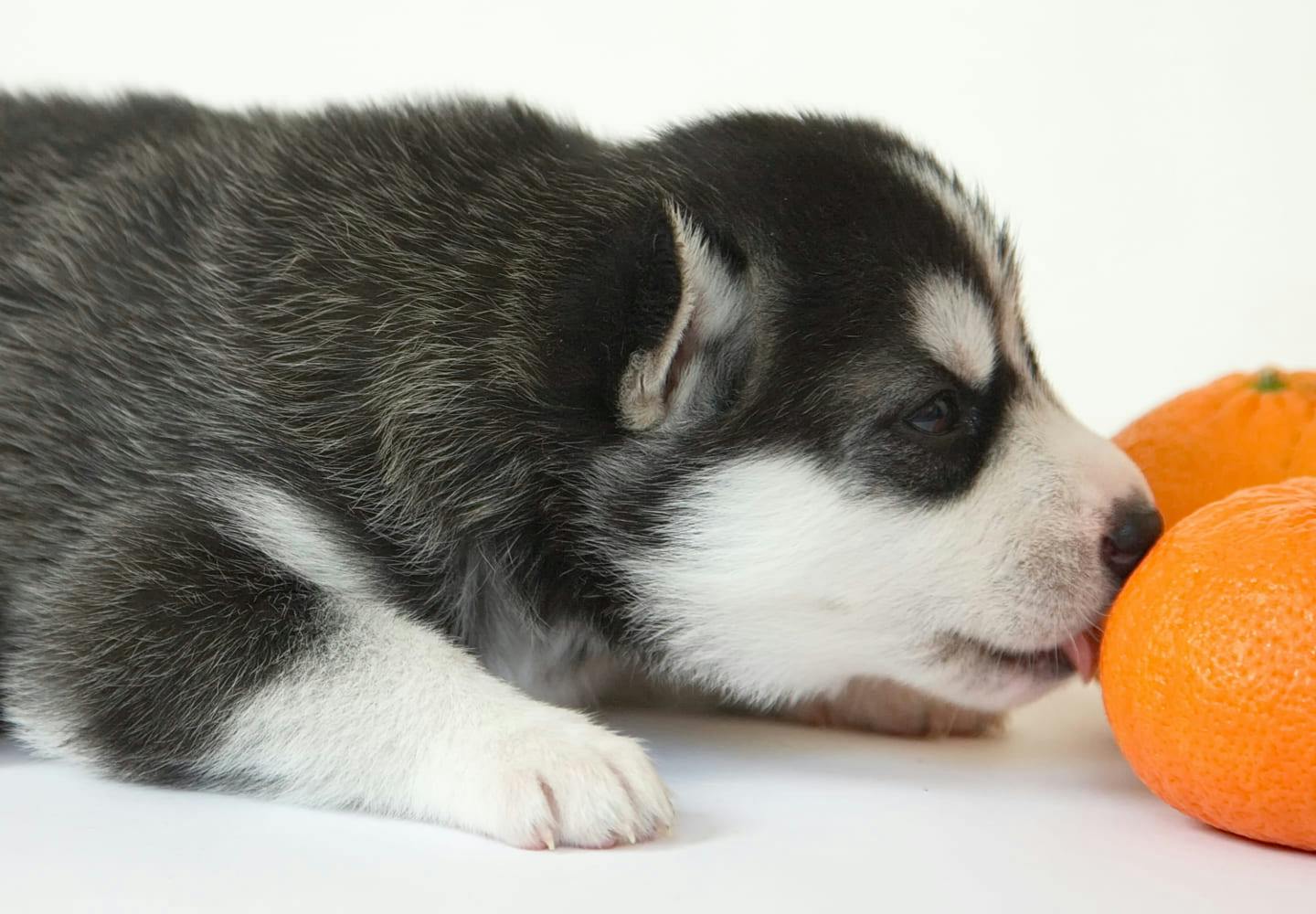 犬はみかんを食べて大丈夫！柑橘類の薄皮など、与え方の注意点やメリットを解説【獣医師監修】