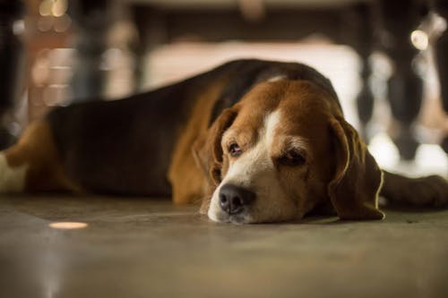 獣医師監修 老犬の夜鳴き 夜泣き の原因とは 対処法と注意点 普段からできる予防策について解説 わんクォール