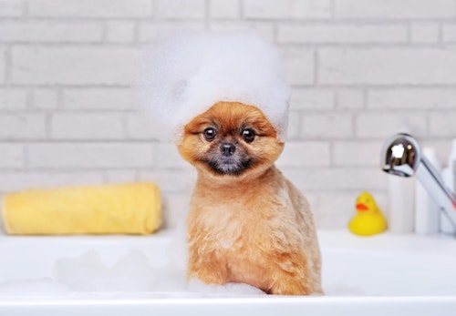 犬にお風呂は必要？_泡を頭に乗せている犬