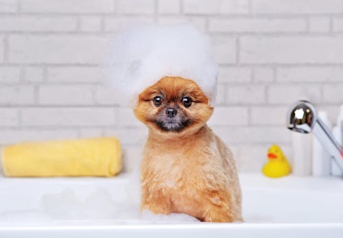 犬をお風呂に入れる頻度は 適温や注意点 嫌がる時の対処法を解説 獣医師監修 わんクォール