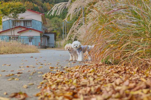 河口湖 西湖 秋の犬連れ観光プラン 店内okのランチも わんクォール