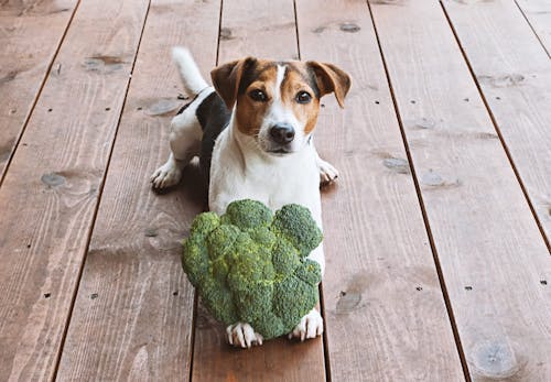 犬はブロッコリーを食べても大丈夫 与え方の注意点や適量 健康面のメリットを解説 獣医師監修 わんクォール