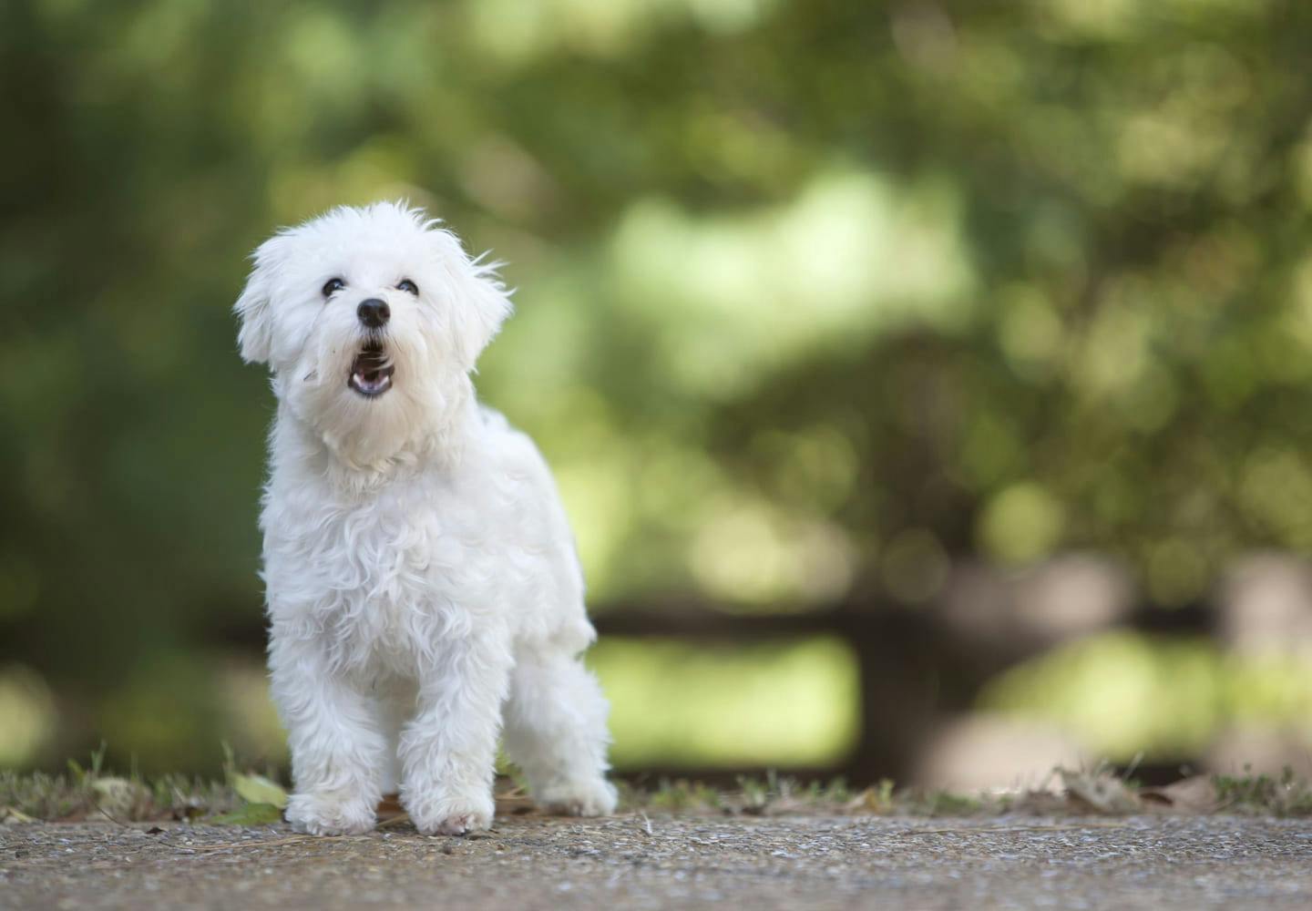 犬に噛まれた時の対処法は 注意したい感染症や応急処置 病院に行くタイミングを解説 獣医師監修 Health 健康 わんクォール