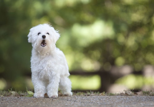 犬に噛まれたら 注意したい感染症や傷口への対処法 病院は何科に行くべきかを解説 獣医師監修 わんクォール