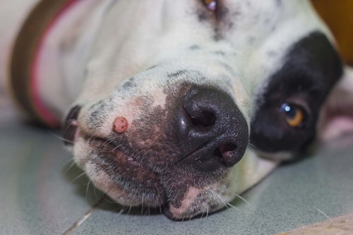 犬のイボの原因は 良性 悪性の見分け方と対処法を解説 獣医師監修 わんクォール 犬のイボの原因は 良性 悪性の見分け方と対処法を解説 獣医師監修 わんクォール