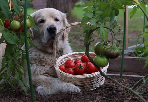 トマト畑にいる犬