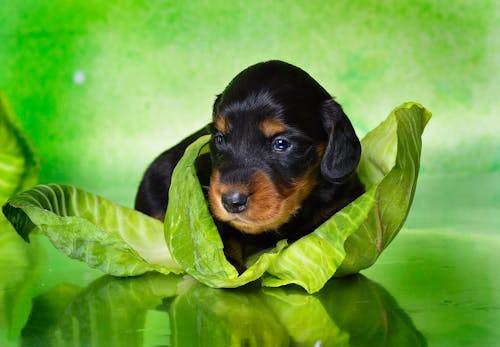 獣医師監修 犬にキャベツを食べさせても大丈夫 最適な量や健康面でのメリット 与える際の注意点などを解説 わんクォール 獣医師監修 犬にキャベツを食べさせても大丈夫 最適な量や健康面でのメリット 与える際の注意点などを解説 わんクォール