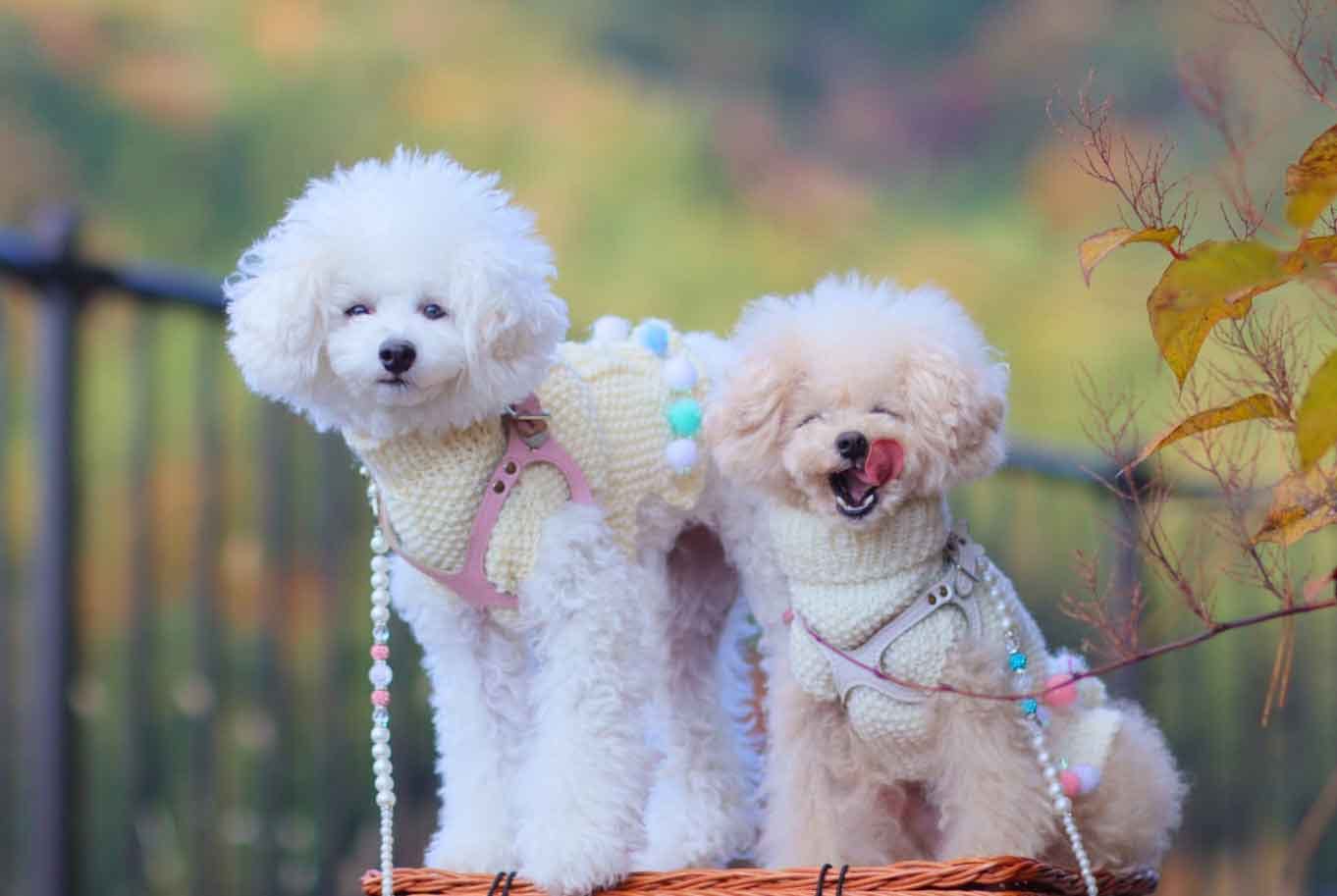 山中湖】愛犬と海外旅行気分が味わえる観光スポットを紹介♪|ワンクォール