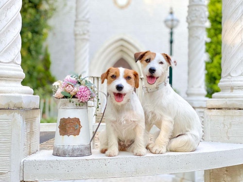 愛犬の写真をスマホで上手に撮る方法とは フォトグラファー直伝の撮影の基本と かわいい表情を引き出すテクを紹介します わんクォール 愛犬の写真をスマホで上手に撮る方法とは フォトグラファー直伝の撮影の基本と かわいい表情を引き出すテクを紹介します わんクォール