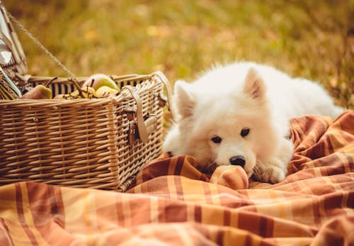 犬は桃を食べても大丈夫 与える際の注意点やアレルギーの危険性 適量について解説 獣医師監修 わんクォール