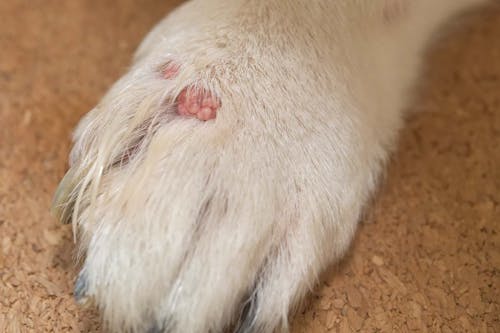 犬のイボの原因は 良性 悪性の見分け方と対処法を解説 獣医師監修 わんクォール