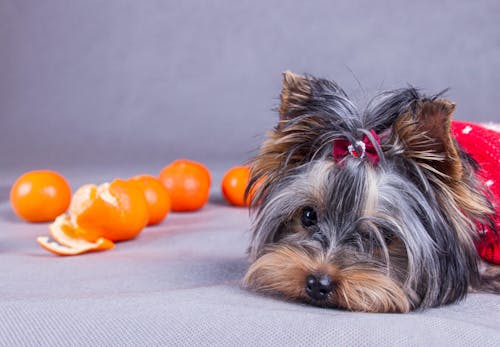 犬はみかんを食べても大丈夫 薄皮を取るなどの与える際の注意点と健康面でのメリットを解説 獣医師解説 わんクォール 犬はみかんを食べても大丈夫 薄皮を取るなどの与える際の注意点と健康面でのメリットを解説 獣医師解説 わんクォール