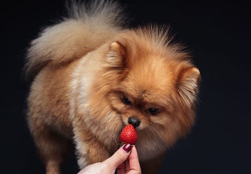 犬はいちごを食べても大丈夫 与え方の注意点や適量を解説 獣医師監修 わんクォール