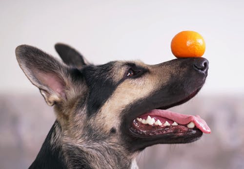 犬はみかんを食べても大丈夫 薄皮を取るなどの与える際の注意点と健康面でのメリットを解説 獣医師解説 わんクォール 犬はみかんを食べても大丈夫 薄皮を取るなどの与える際の注意点と健康面でのメリットを解説 獣医師解説 わんクォール
