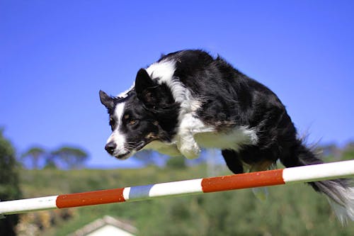 愛犬と楽しむドッグスポーツ アジリティ って何 向いている犬種や練習方法をドッグトレーナーが解説 わんクォール