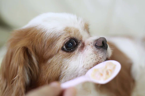 老犬がご飯を食べない時はどうすれば 飼い主ができる食事の工夫と考えられる病気 注意点について解説 獣医師監修 わんクォール 老犬がご飯を食べない時はどうすれば 飼い主ができる食事の工夫と考えられる病気 注意点について解説 獣医師監修 わんクォール