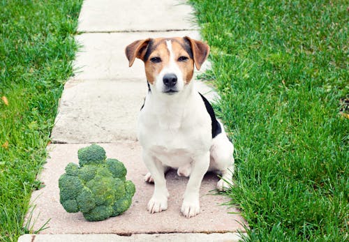 犬はブロッコリーを食べても大丈夫 与え方の注意点や適量 健康面のメリットを解説 獣医師監修 わんクォール 犬はブロッコリーを食べても大丈夫 与え方の注意点や適量 健康面のメリットを解説 獣医師監修 わんクォール