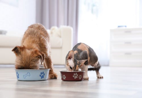 犬はメロンを食べても大丈夫 あげる際の注意点やうれしい効果 おすすめの与え方を解説 獣医師監修 わんクォール