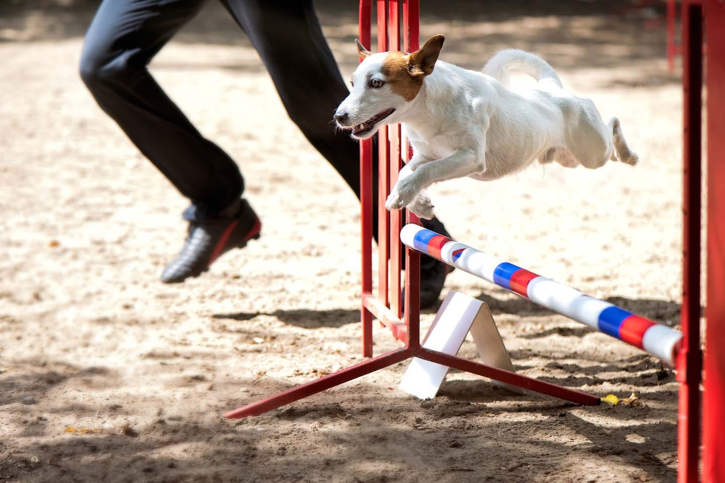 愛犬と楽しむドッグスポーツ アジリティ って何 向いている犬種や練習方法をドッグトレーナーが解説 Active おでかけ わんクォール