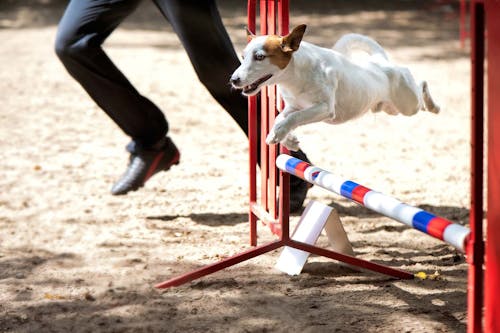 愛犬と楽しむドッグスポーツ アジリティ って何 向いている犬種や練習方法をドッグトレーナーが解説 わんクォール 愛犬と楽しむドッグスポーツ アジリティ って何 向いている犬種や練習方法をドッグトレーナーが解説 わんクォール