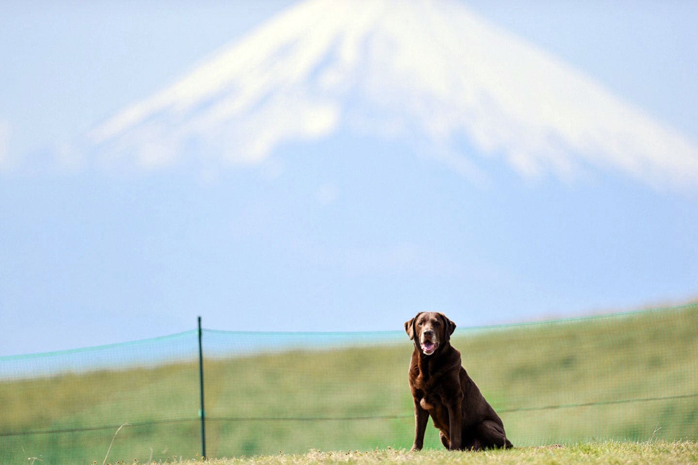 特典あり 富士山を望む絶景ドッグランを走る 愛犬と行く伊豆 熱海のおすすめスポット わんクォール